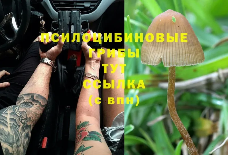 МЕГА онион  Белоярский  Псилоцибиновые грибы Psilocybe  купить  сайты 